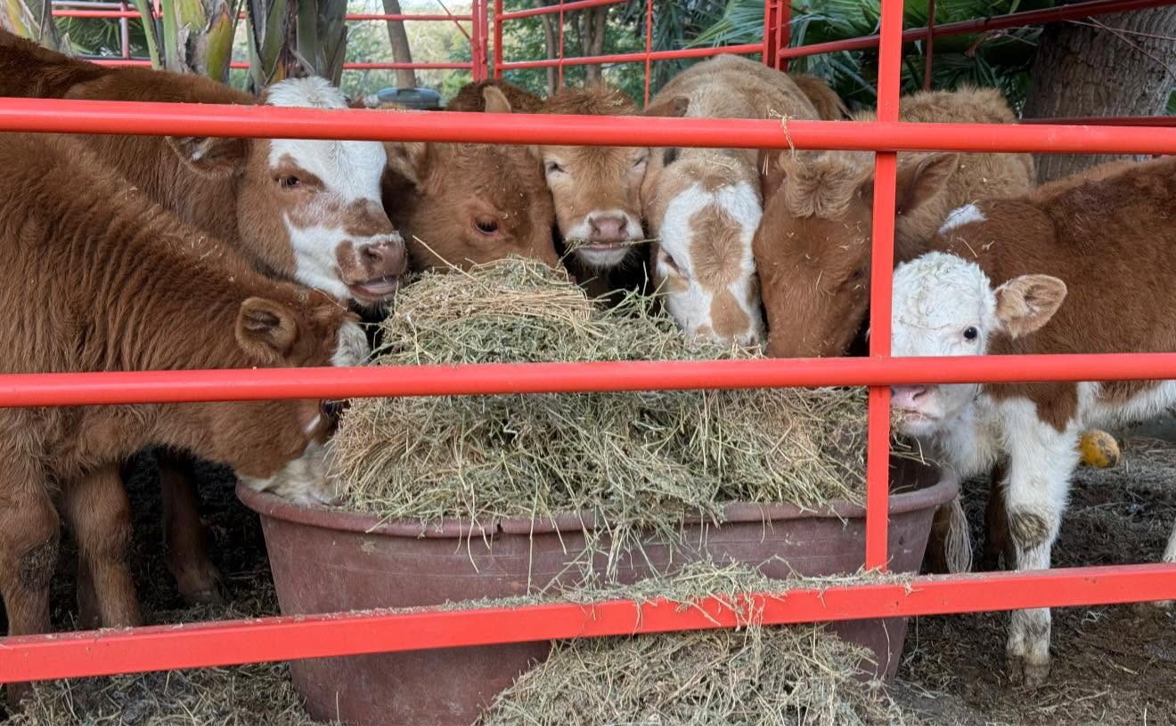 Animales de granja tras la cerca de madera