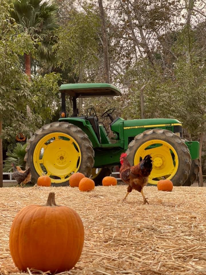Huerto de calabazas con pacas de paja