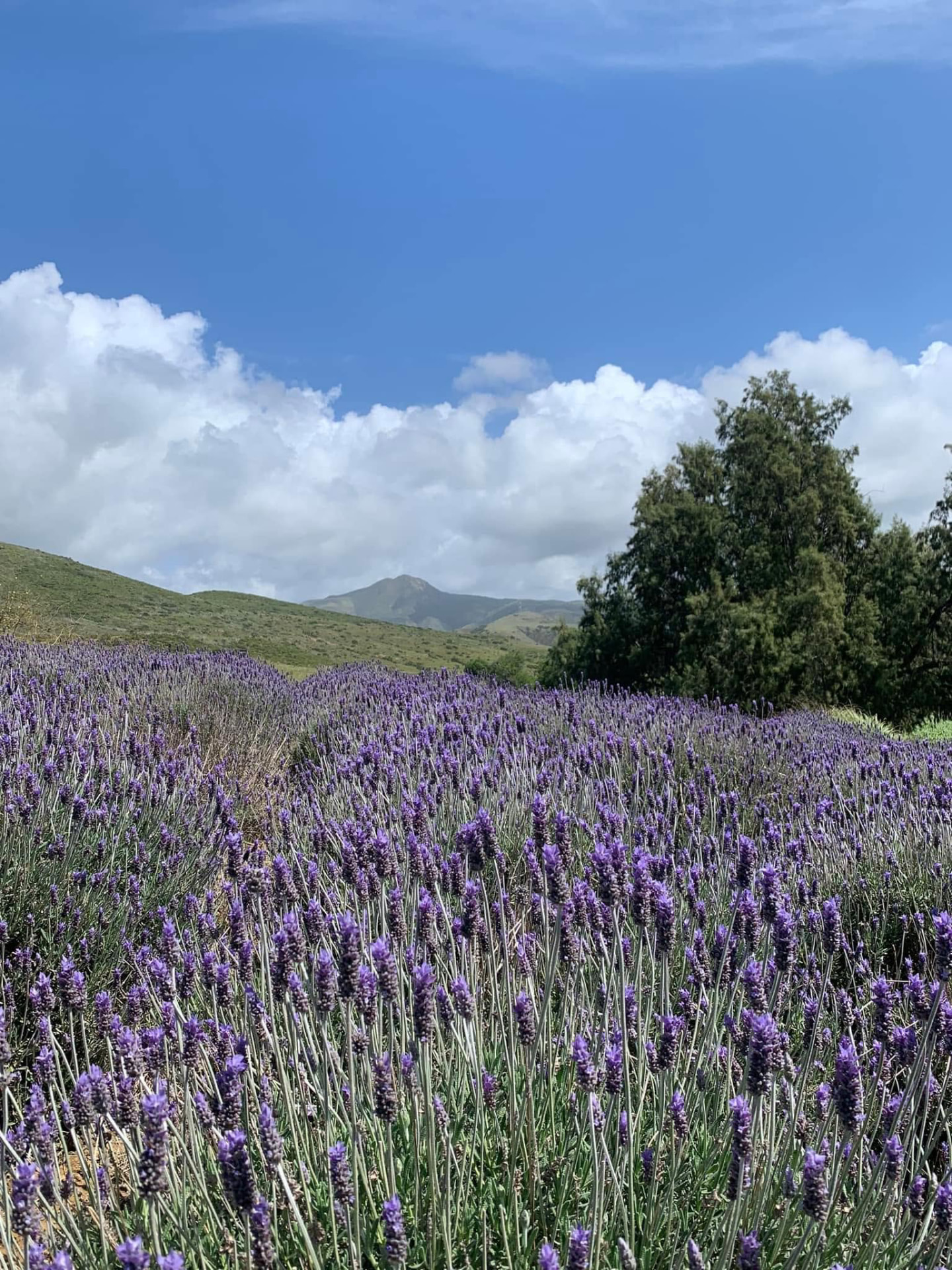 Sembradíos de lavanda al atardecer